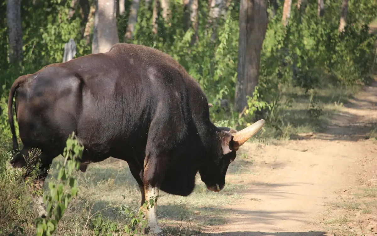 A male gaur (Indian bison) grazing in Bandipur National Park