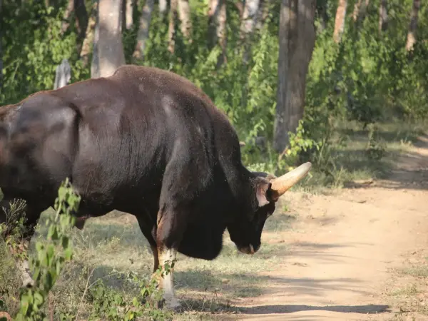 A male gaur (Indian bison) grazing in Bandipur National Park