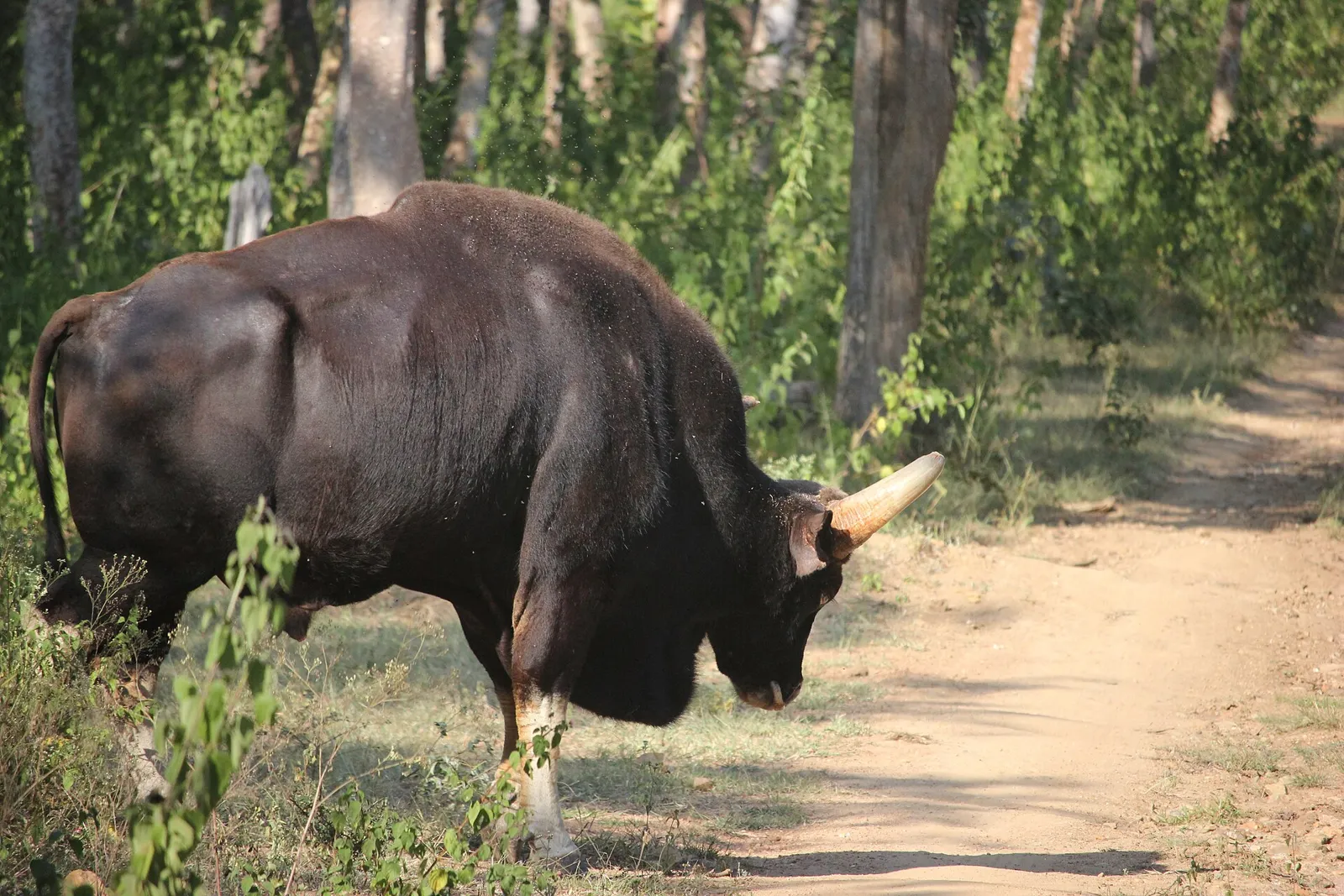 A male gaur (Indian bison) grazing in Bandipur National Park