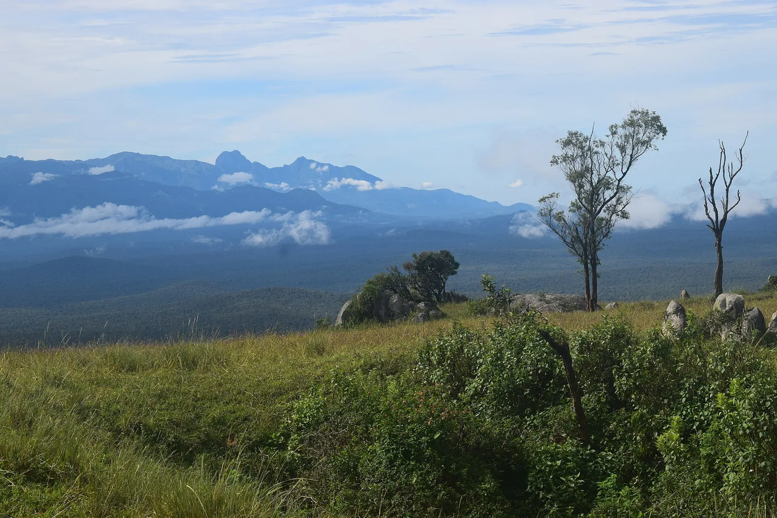 View over forested hills from Himavad Gopalaswamy Betta