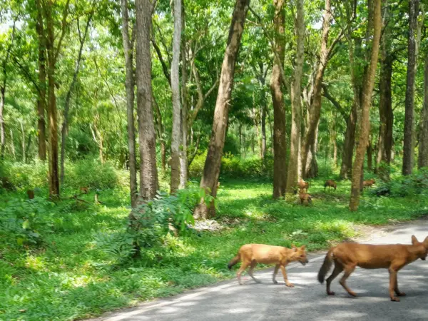 A pack of dholes (Indian wild dogs) on a forest road in Bandipur National Park
