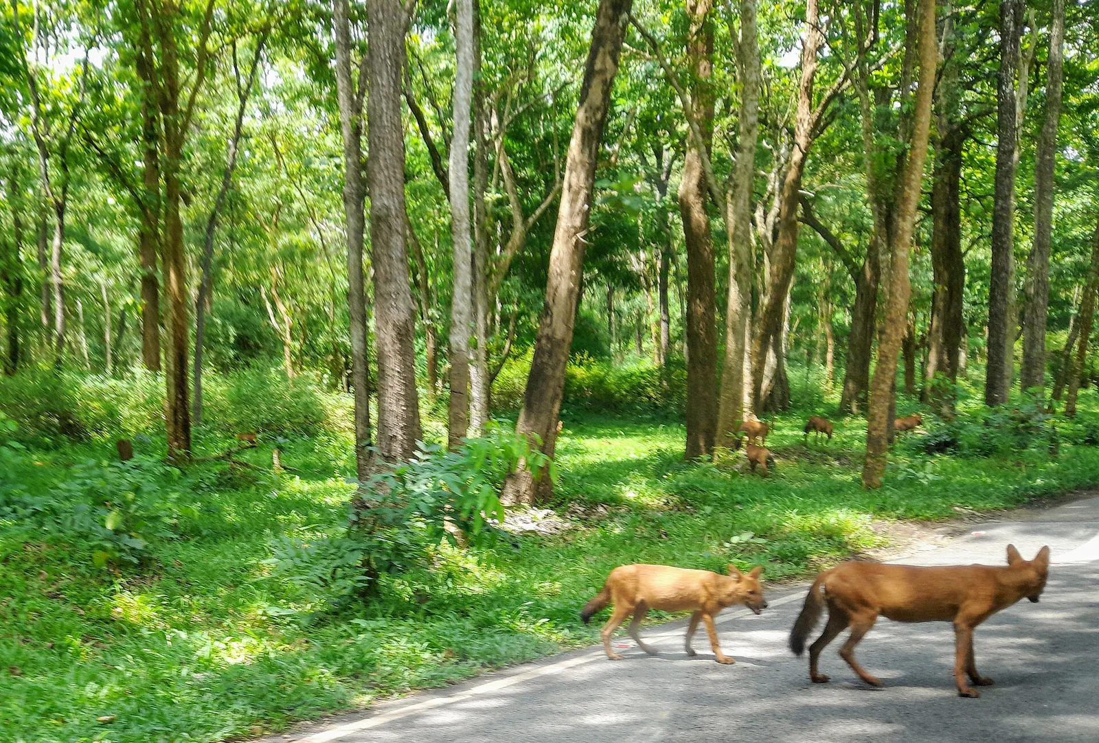 A pack of dholes (Indian wild dogs) on a forest road in Bandipur National Park