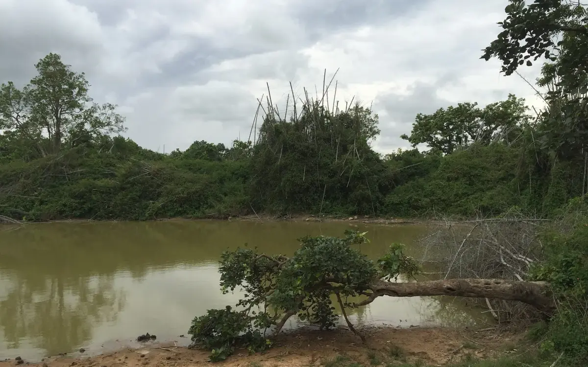 A forest waterhole surrounded by bamboo and scrub in Bandipur Tiger Reserve