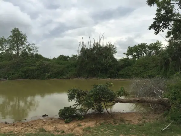 A forest waterhole surrounded by bamboo and scrub in Bandipur Tiger Reserve