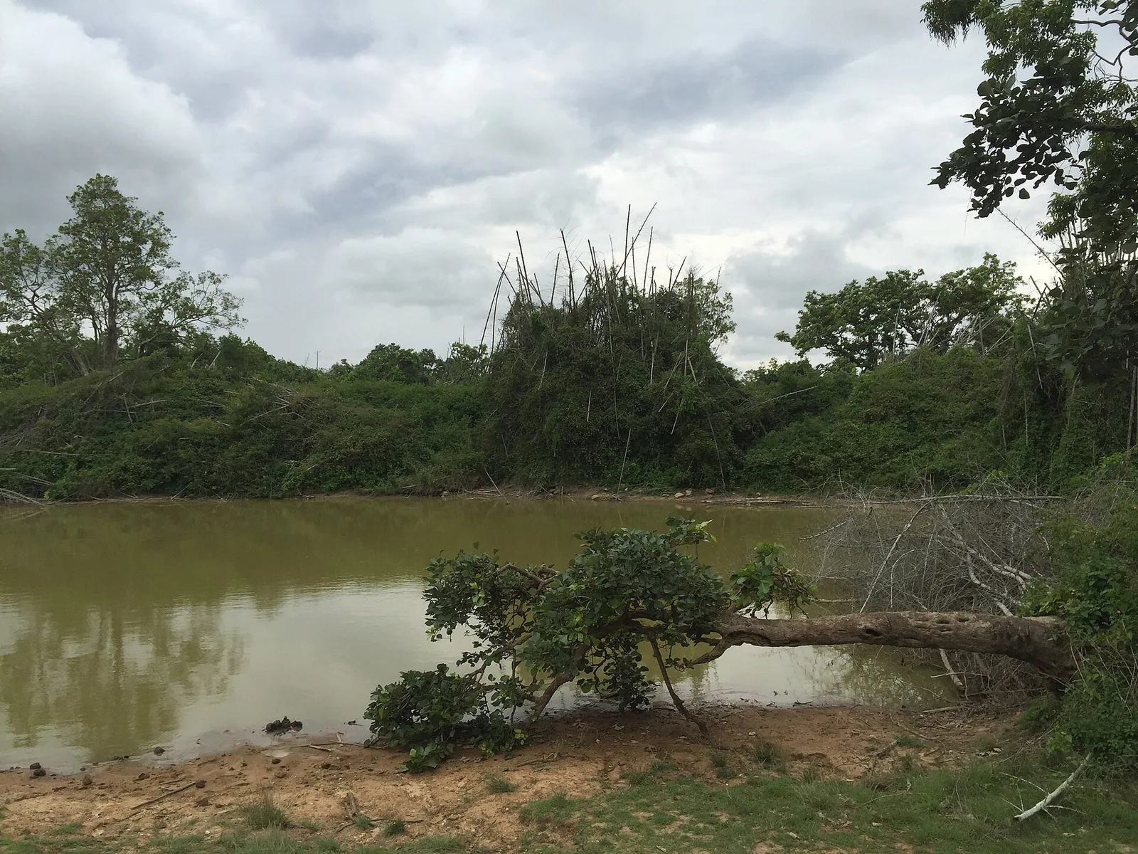 A forest waterhole surrounded by bamboo and scrub in Bandipur Tiger Reserve