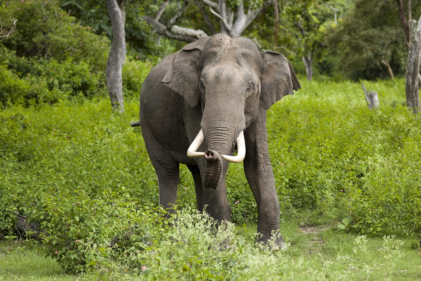A wild tusker elephant standing in the forest at Bandipur