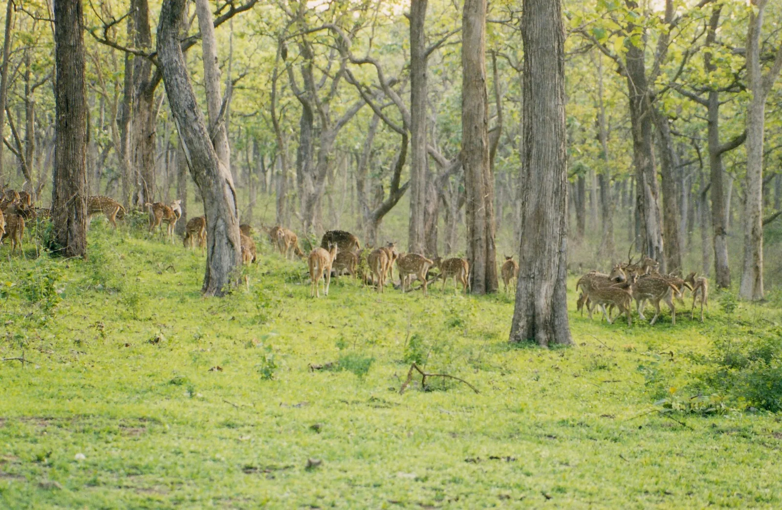 A large herd of chital (spotted deer) among the trees at Bandipur
