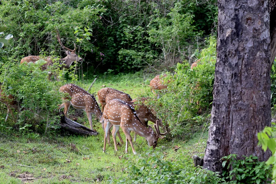 Spotted deer grazing in the forest of Bandipur National Park
