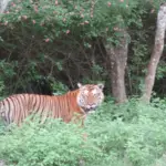 A tiger walking through the forest in Bandipur Tiger Reserve