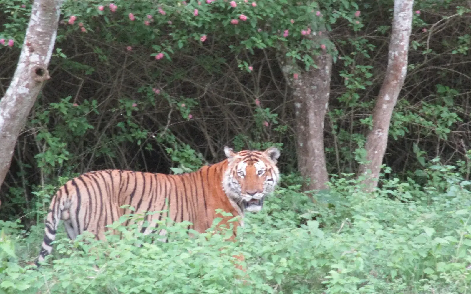 A tiger walking through the forest in Bandipur Tiger Reserve