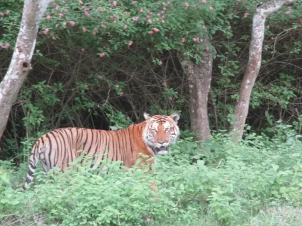 A tiger walking through the forest in Bandipur Tiger Reserve