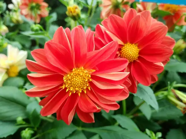 Lalbagh flower show on Independence Day, vibrant floral displays