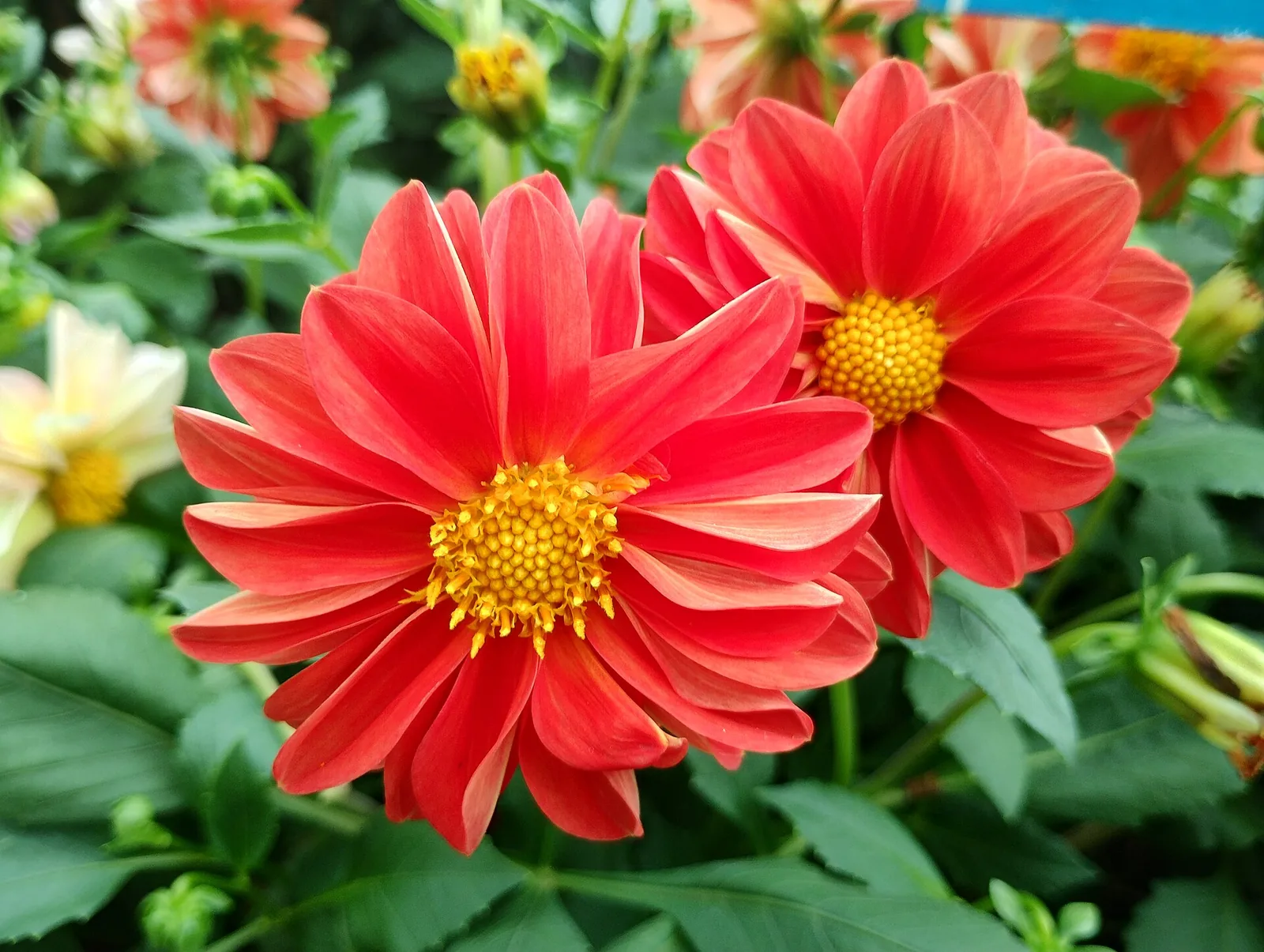 Lalbagh flower show on Independence Day, vibrant floral displays