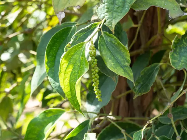 Pepper vines growing on a pepper farm in Kampot province, Cambodia