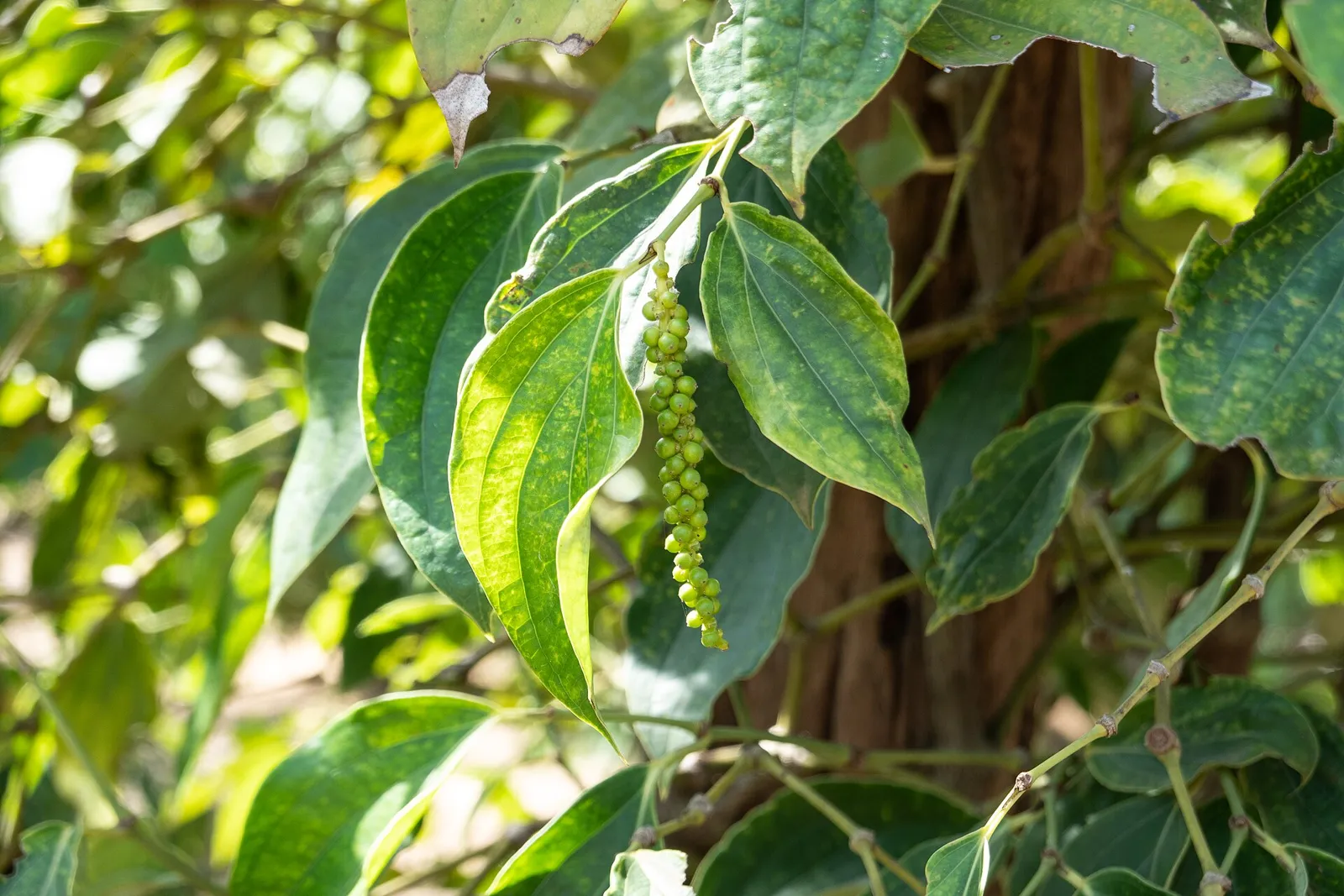 Pepper vines growing on a pepper farm in Kampot province, Cambodia