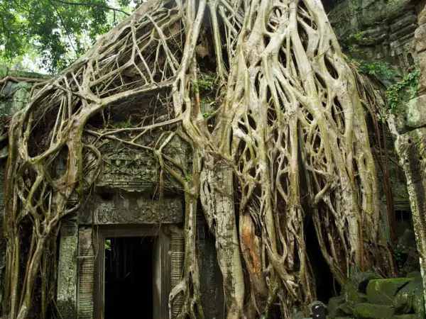 Giant tree roots growing over a stone doorway at Ta Prohm temple, Angkor