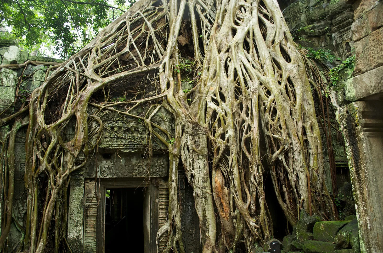 Giant tree roots growing over a stone doorway at Ta Prohm temple, Angkor