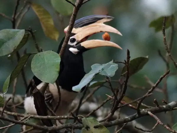 Malabar pied hornbill perched in the forest at Dandeli