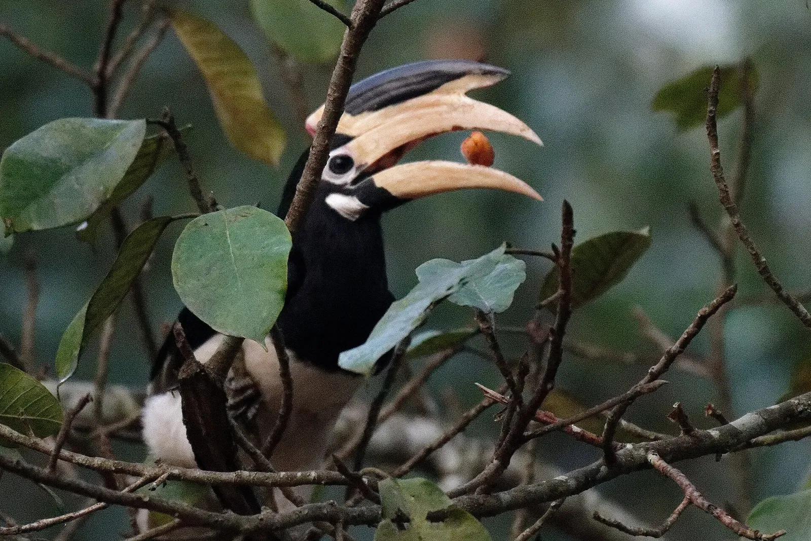 Malabar pied hornbill perched in the forest at Dandeli