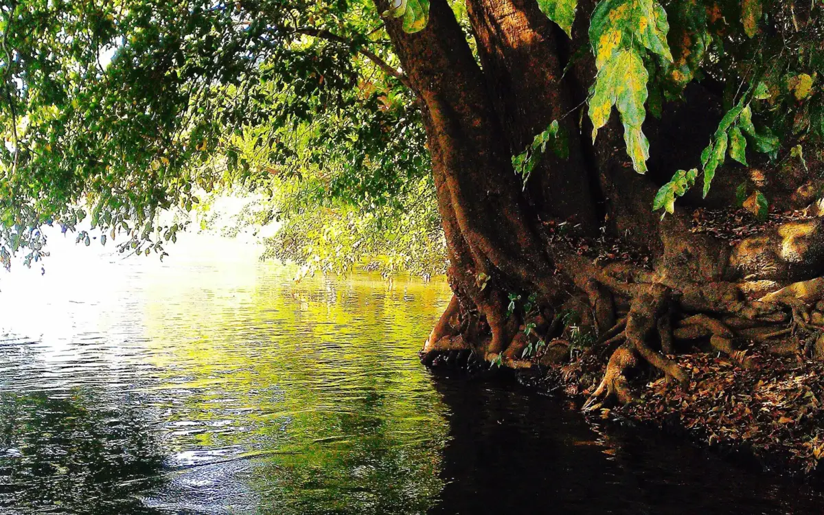 Wooded banks of the Kali River at Dandeli
