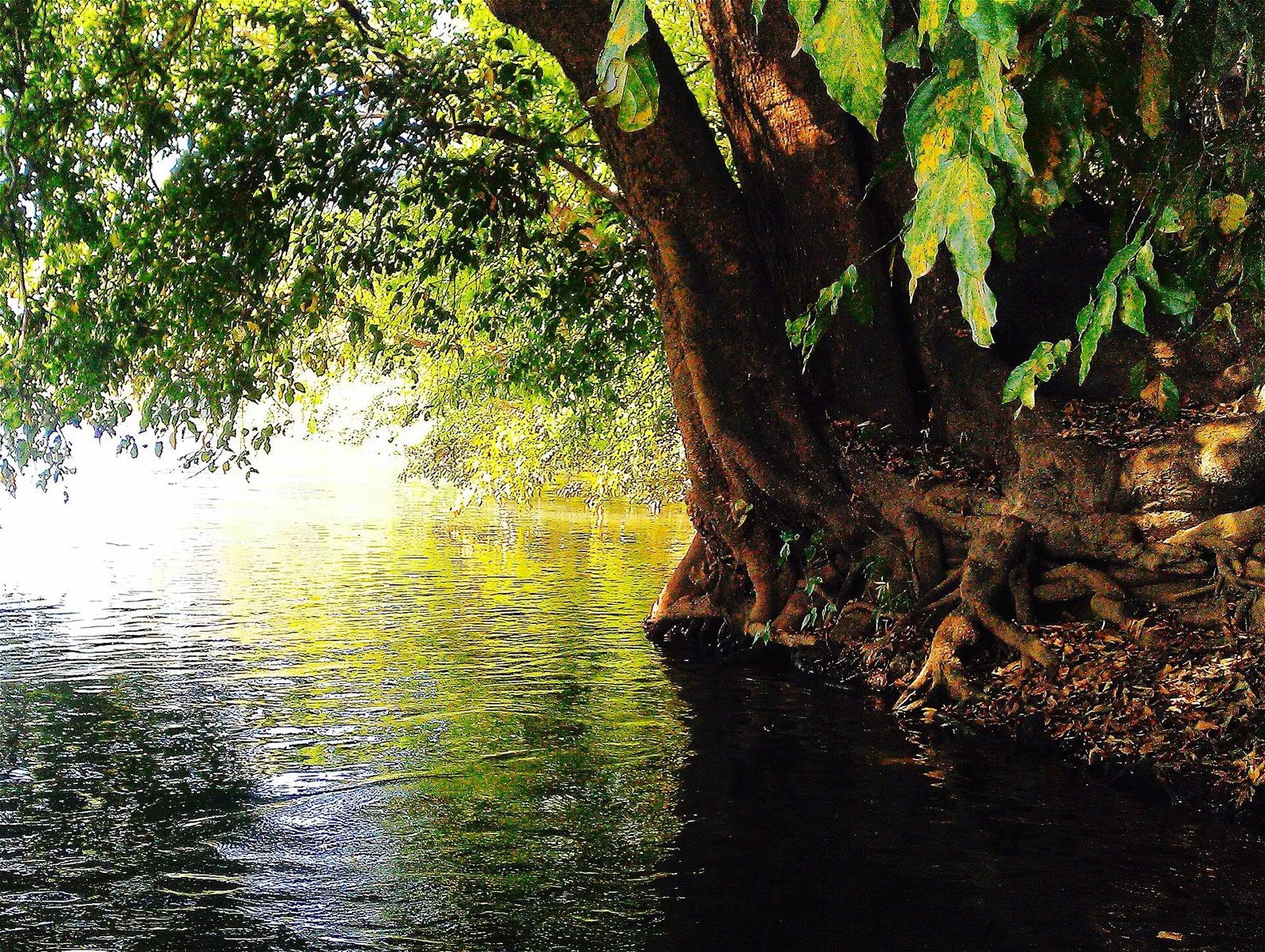 Wooded banks of the Kali River at Dandeli