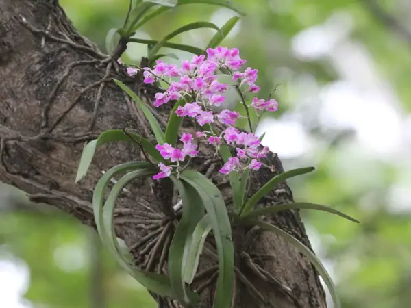 Foxtail orchids flowering on a tree trunk at Dandeli