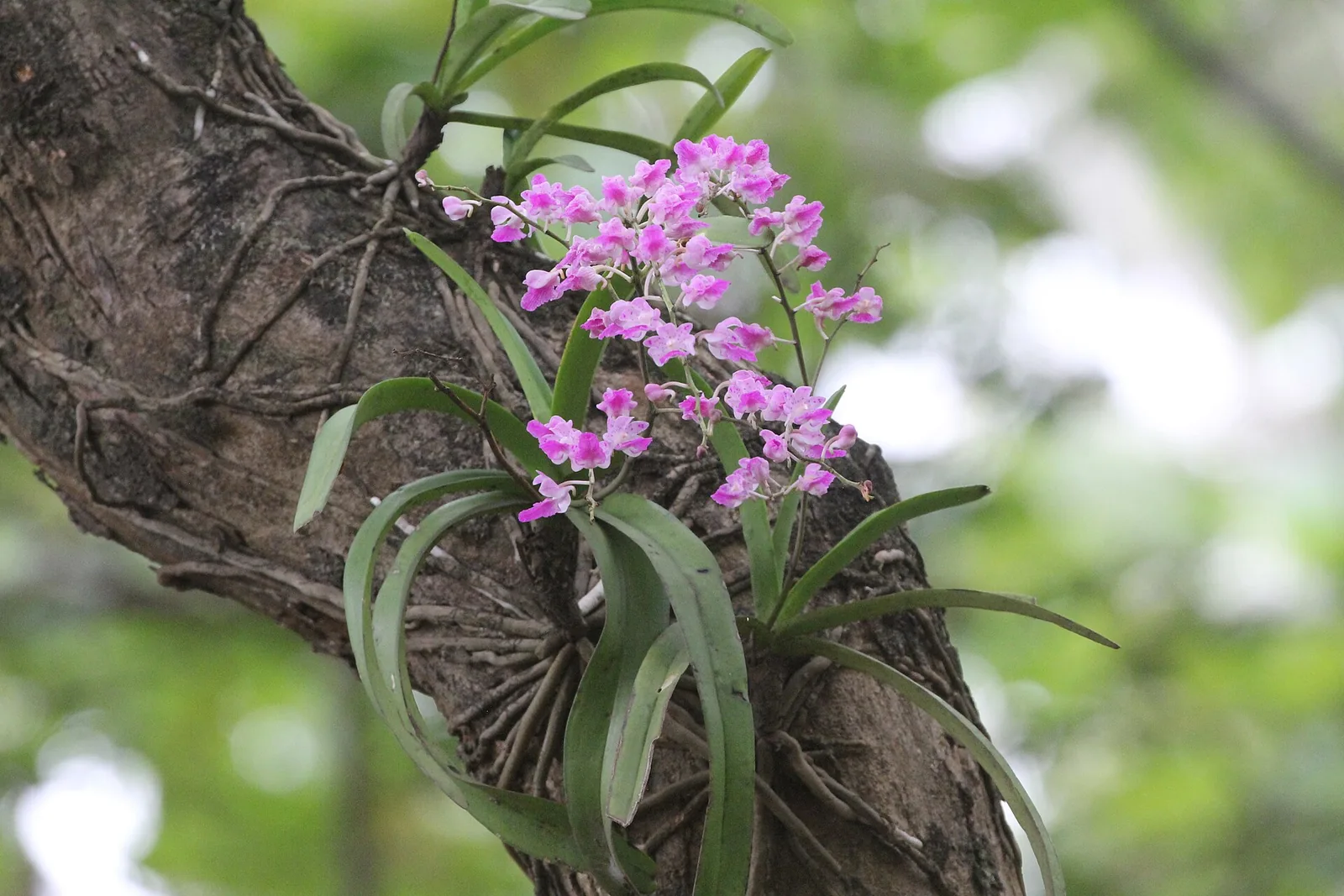 Foxtail orchids flowering on a tree trunk at Dandeli