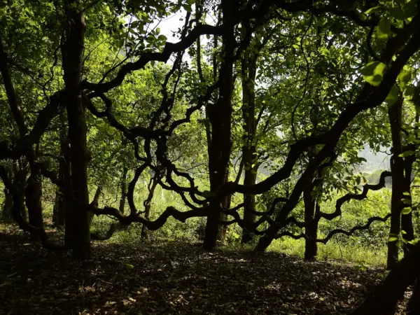 A giant Entada liana twisting through the forest in Dandeli Wildlife Sanctuary