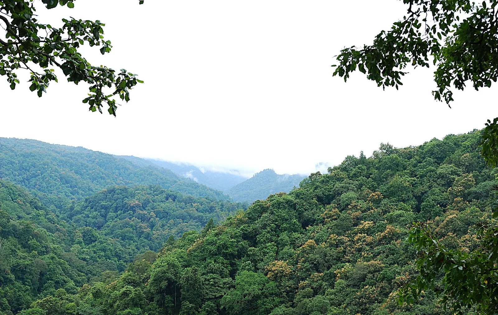Forested hills of the Western Ghats around Dandeli