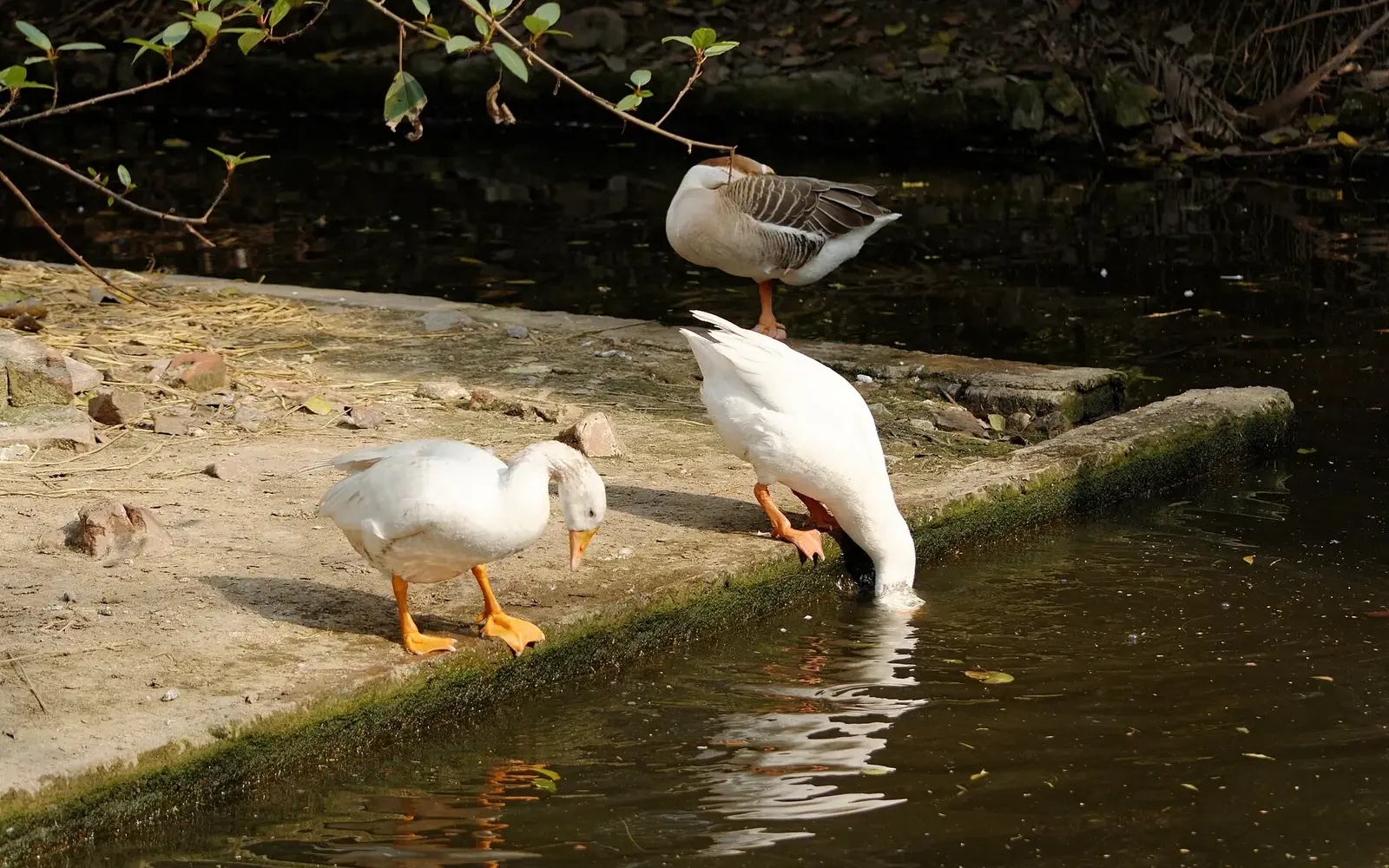 Domesticated geese swimming near a pond with foliage at Delhi Zoo