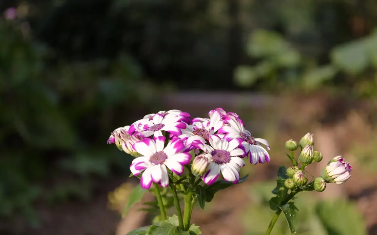 Bright red Pericallis flower blooming among green leaves at Delhi Zoo