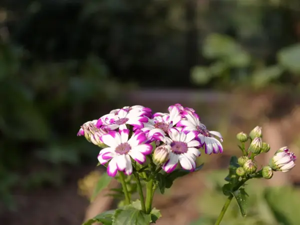 Bright red Pericallis flower blooming among green leaves at Delhi Zoo