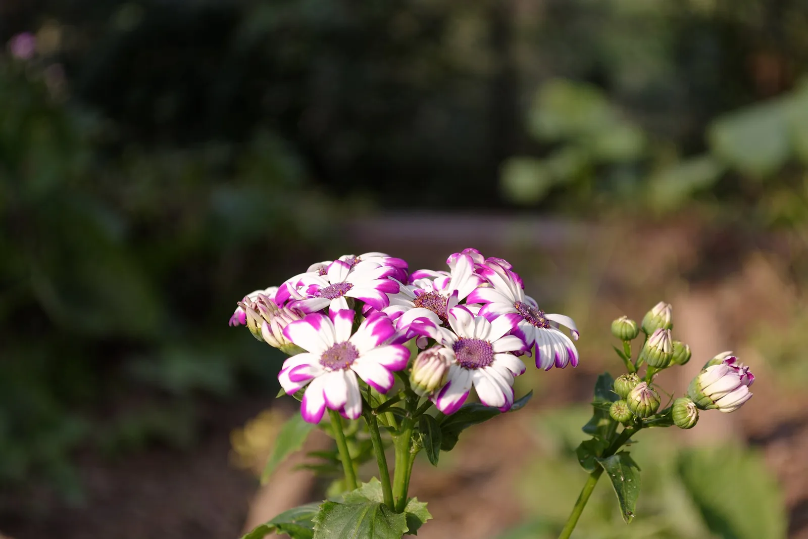 Bright red Pericallis flower blooming among green leaves at Delhi Zoo