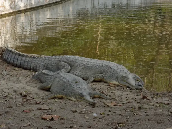 Gharial reptile with long snout basking on a sand bank at Delhi Zoo