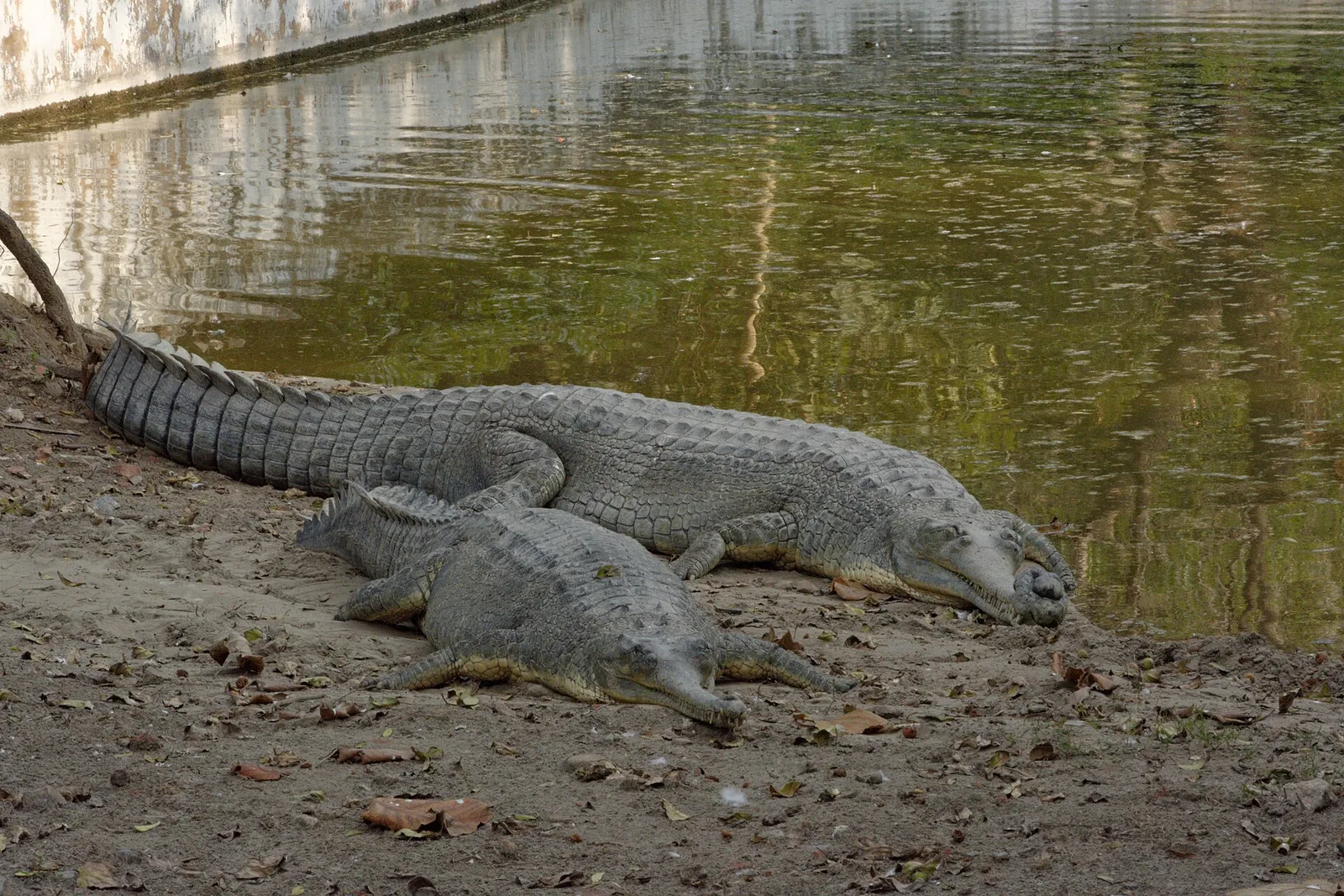 Gharial reptile with long snout basking on a sand bank at Delhi Zoo