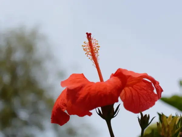 Large pink Hibiscus flower with open petals at Delhi Zoo