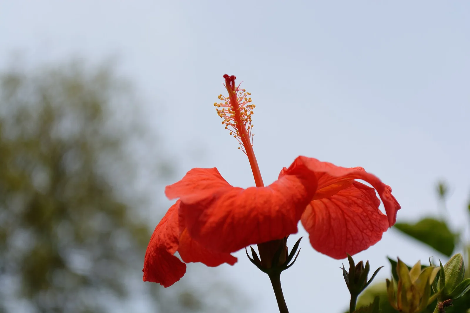 Large pink Hibiscus flower with open petals at Delhi Zoo