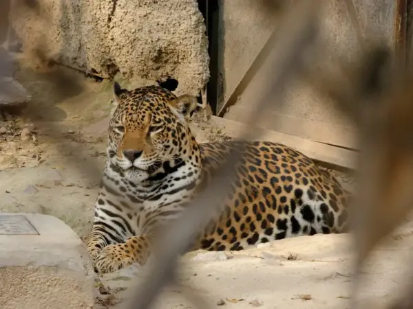 Leopard perched on a rocky enclosure, looking alert at Delhi Zoo