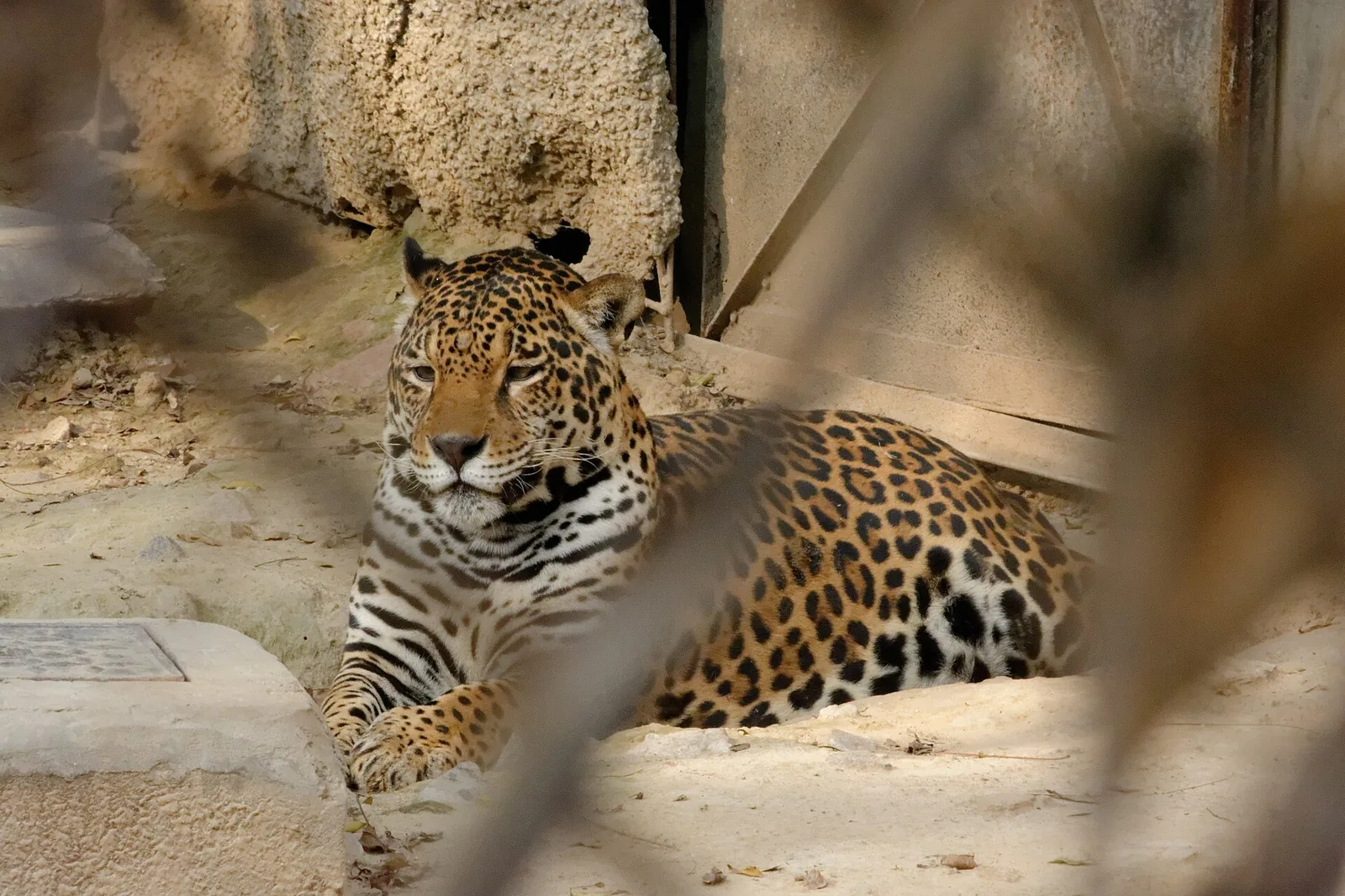 Leopard perched on a rocky enclosure, looking alert at Delhi Zoo