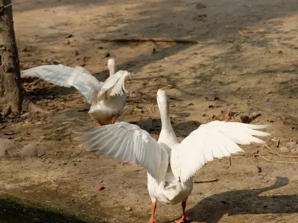 Grey Anser duck standing on a wet sand area near water at Delhi Zoo