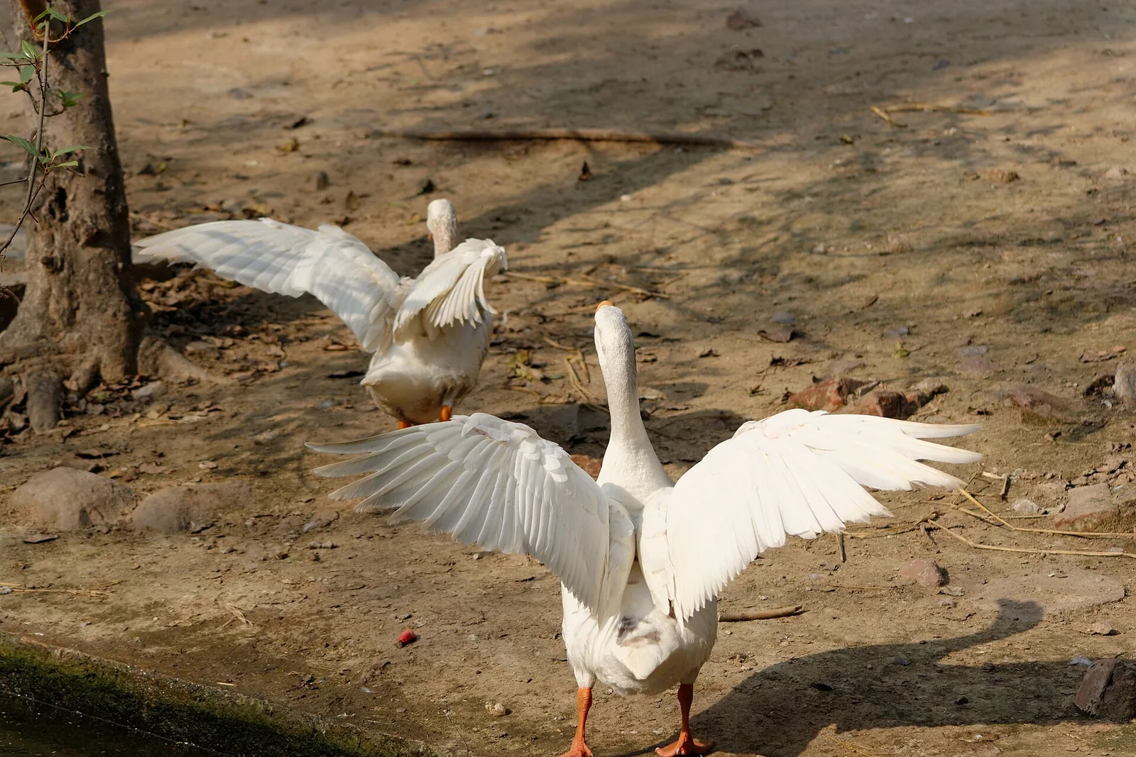 Grey Anser duck standing on a wet sand area near water at Delhi Zoo