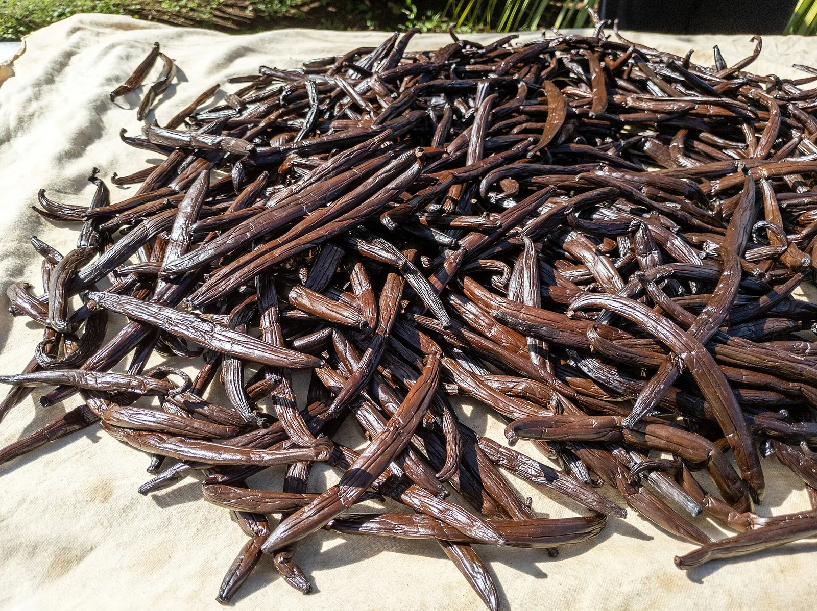 Vanilla pods drying in the sun
