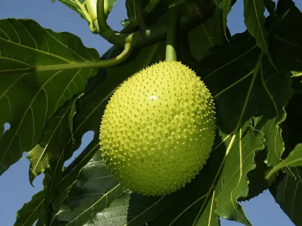 Breadfruit growing on a tree