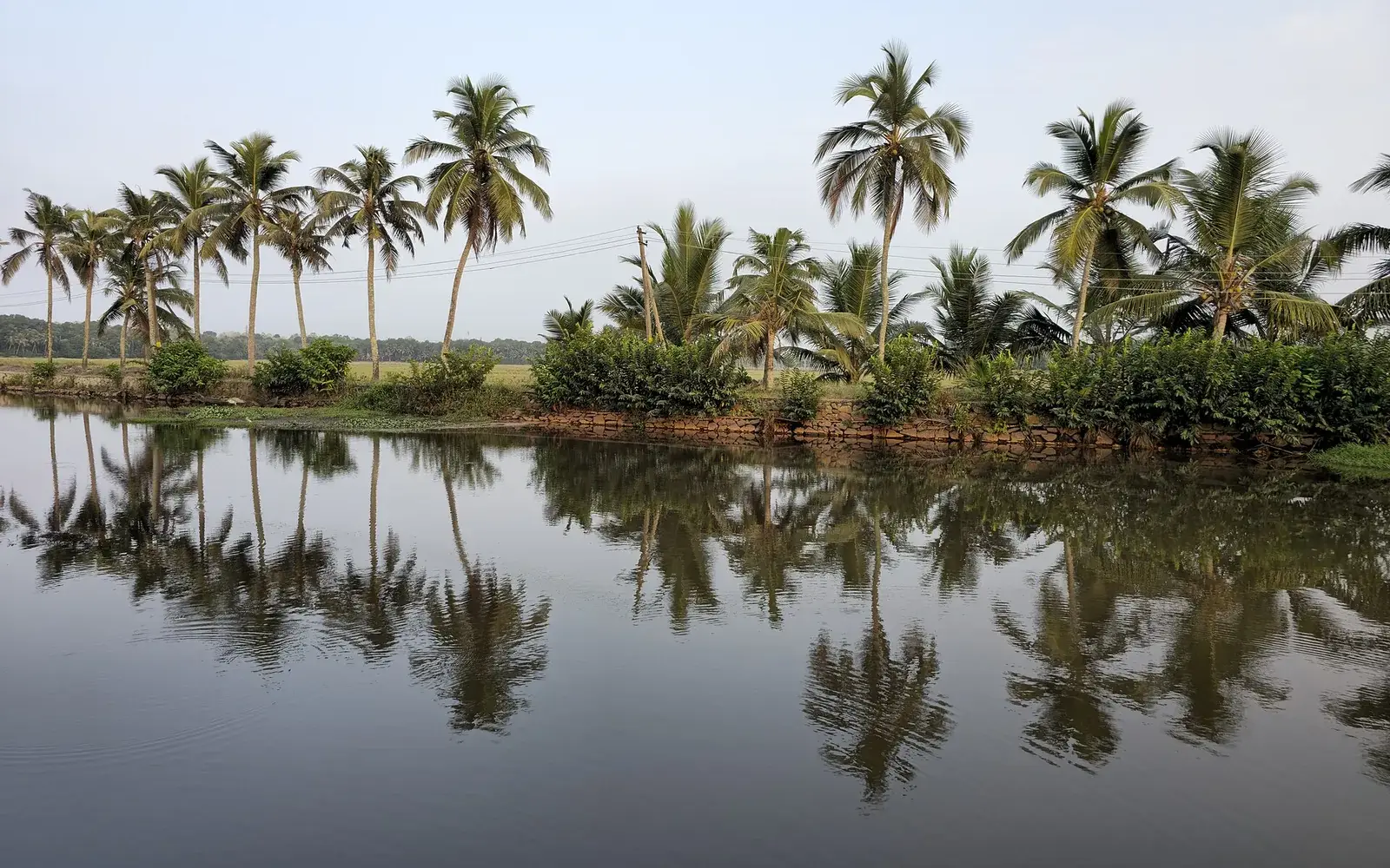 Coconut palms line a green landscape in Kerala, with a clear blue sky above.
