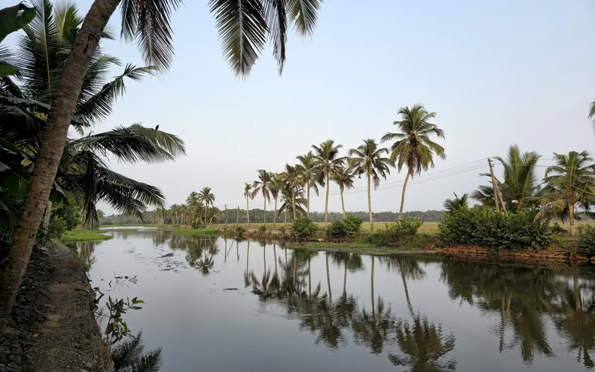 Coconut trees dot the horizon in Kerala, their fronds swaying in a gentle breeze.