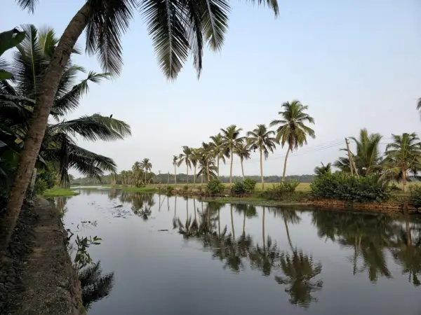 Coconut trees dot the horizon in Kerala, their fronds swaying in a gentle breeze.
