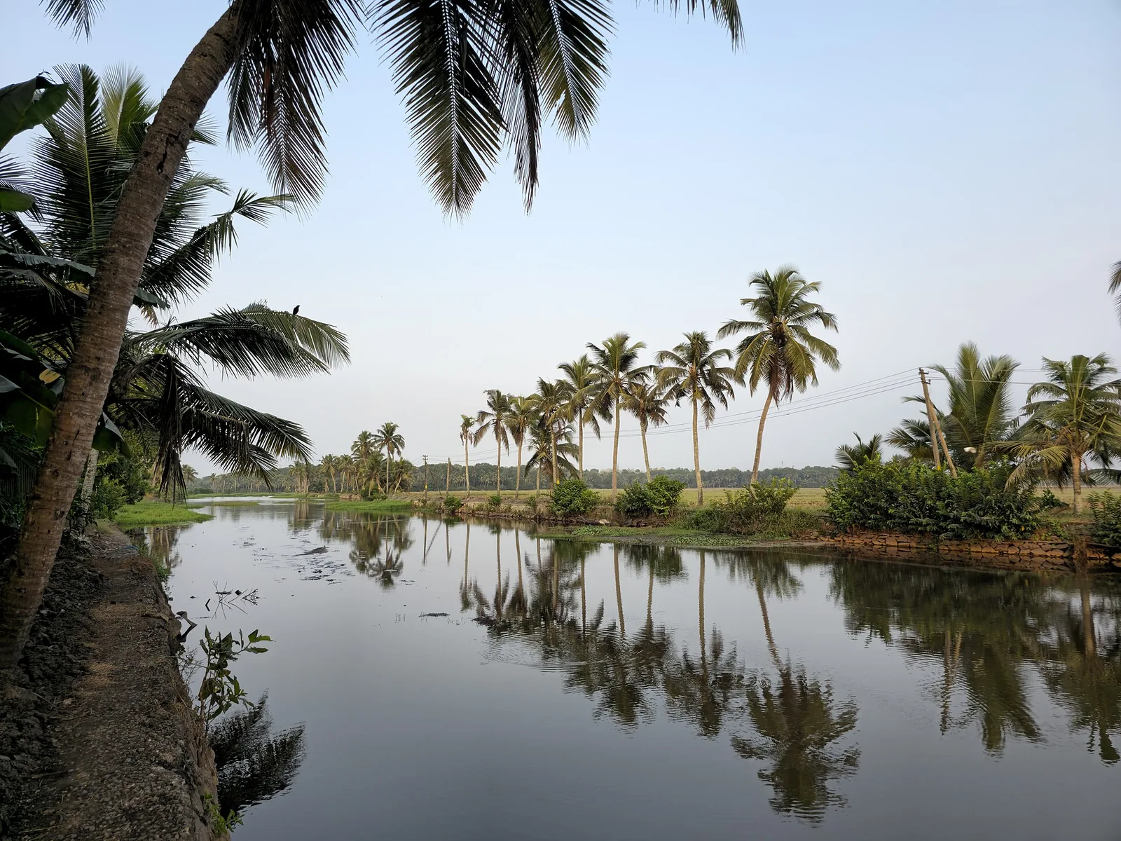 Coconut trees dot the horizon in Kerala, their fronds swaying in a gentle breeze.