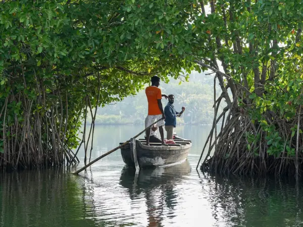 A boat sails through a mangrove arch in Ashtamudi Lake, Kollam, Kerala.