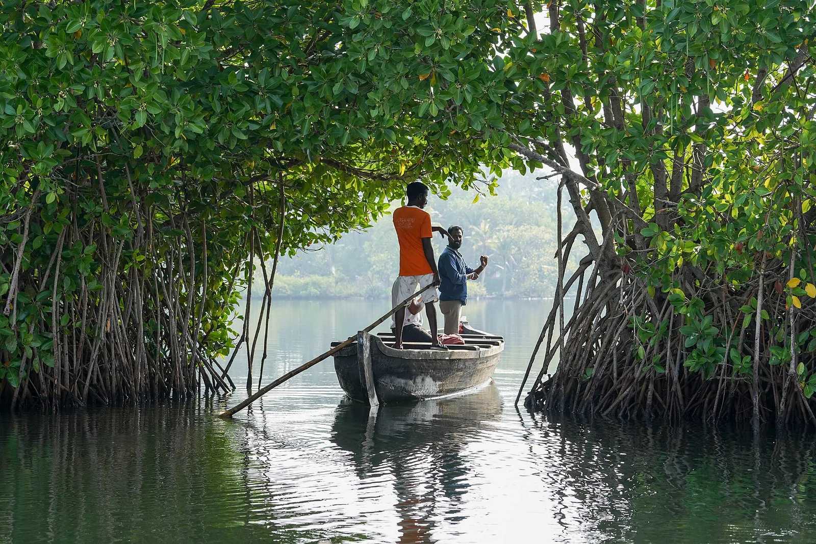 A boat sails through a mangrove arch in Ashtamudi Lake, Kollam, Kerala.