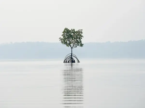 A lone mangrove tree reflects on Ashtamudi Lake’s calm surface, Kollam, Kerala.